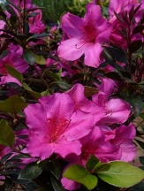 Little John Azalea, Rhododendron indica 'Little John'